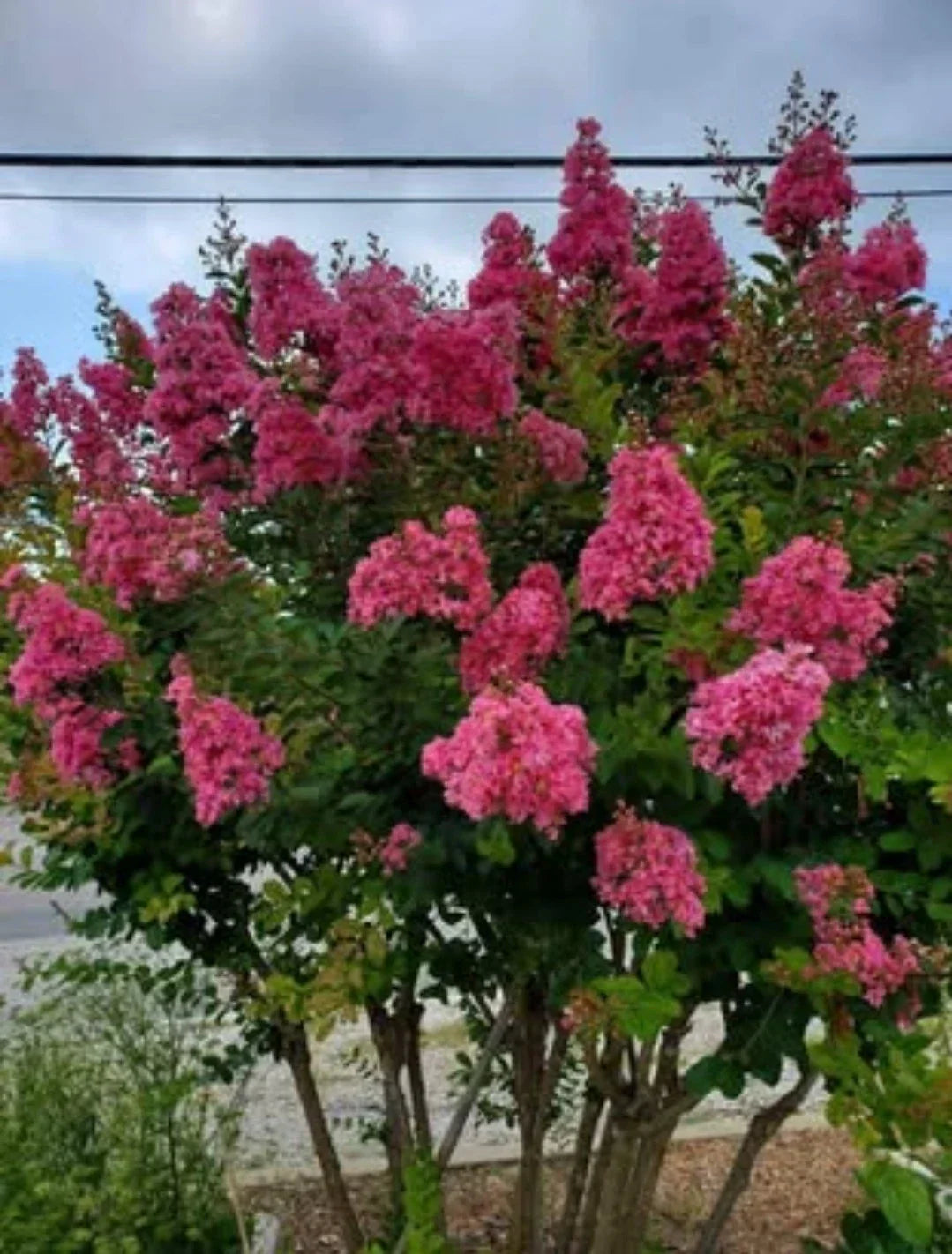 Pink Velour Crape Myrtle Cuttings - Lagerstroemia indica Non-Rooted Propagation Material