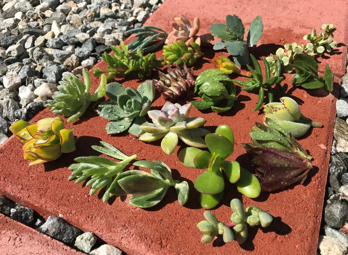 Live Succulent Cactus Cuttings - Assorted Varieties for Propagation & DIY Arrangements