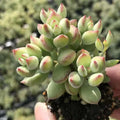 Rare Cotyledon Pendens Succulent Cuttings - 3 Live Indoor Succulent Plants