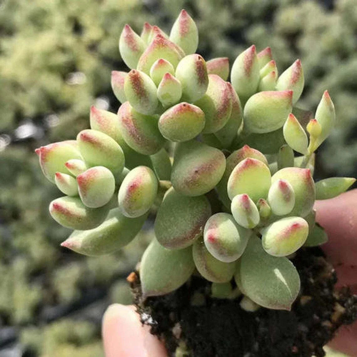 Rare Cotyledon Pendens Succulent Cuttings - 3 Live Indoor Succulent Plants