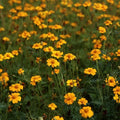 Golden Guardian Marigold Seeds - 25+ Pack, Tagetes erecta, Vibrant Golden-Yellow Flowers for Garden, Borders & Containers
