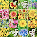 Wildflower Seed Mix 500+ Seeds for Butterflies & Hummingbirds Native Wildflower Blend