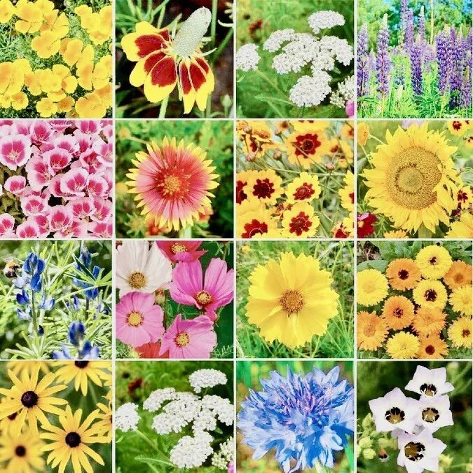 Wildflower Seed Mix 500+ Seeds for Butterflies & Hummingbirds Native Wildflower Blend