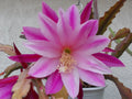 Epiphyllum 'Climax' Starter Pot - Fully Rooted Tropical Cactus Plant with Vibrant Flowers - Epiphyllum Hybrid Houseplant