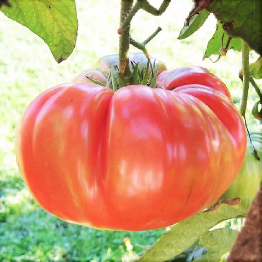 Ponderosa Pink Tomato Seeds, Heirloom NON-GMO, Bulk Solanum lycopersicum, Large Pink Juicy Fruits, Garden & Container Planting