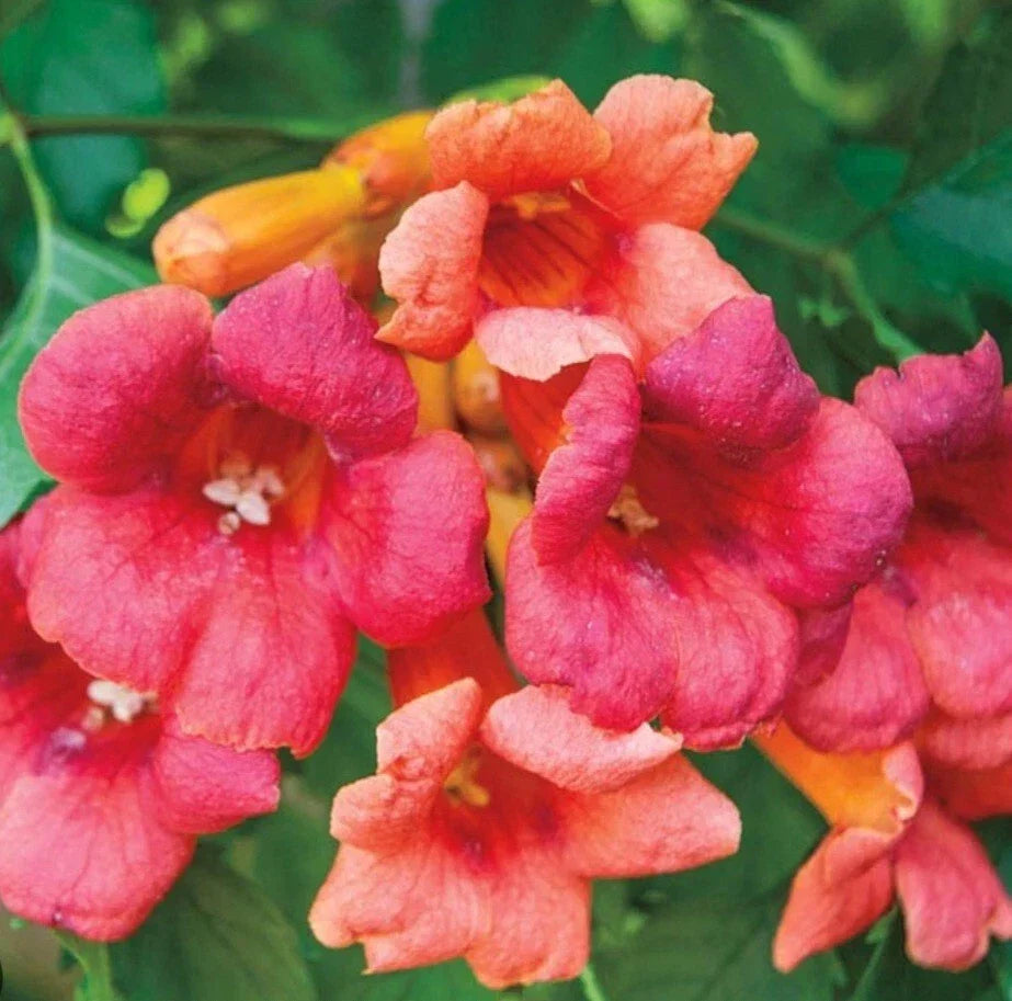 Campsis radicans Bare Root Trumpet Vine Plant – Flame Orange/Red, Climbing, 2 Ft+