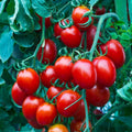 Heirloom Cherry Tomato Seeds - Organic Non-GMO Sweet Variety - Solanum lycopersicum - 100+ Seeds for Home Gardens