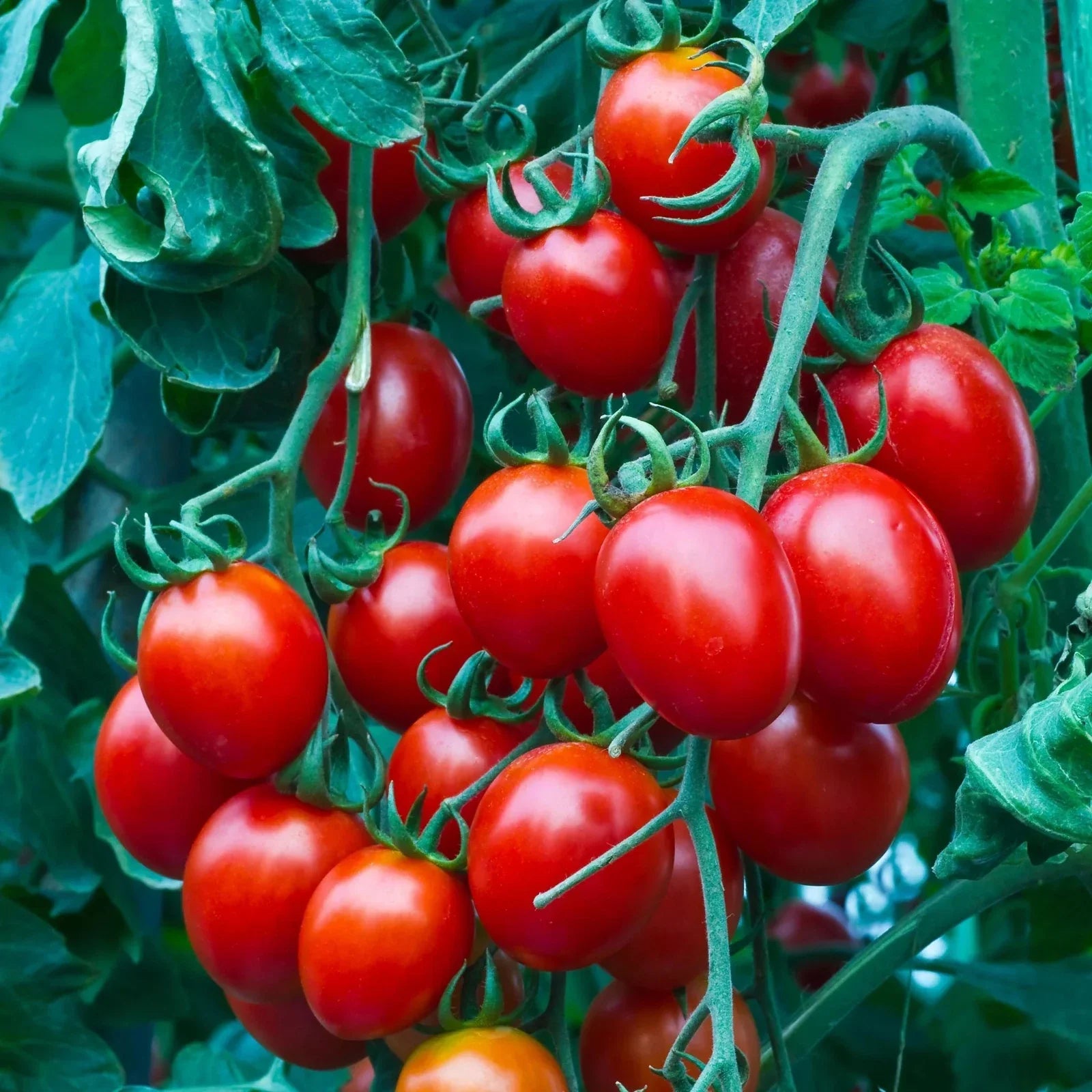 Heirloom Cherry Tomato Seeds - Organic Non-GMO Sweet Variety - Solanum lycopersicum - 100+ Seeds for Home Gardens