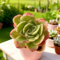 Echeveria ‘Ice Rose’ Variegated | Rare 3–3.5” Bare Root Succulent | Easy-Care Indoor Plant