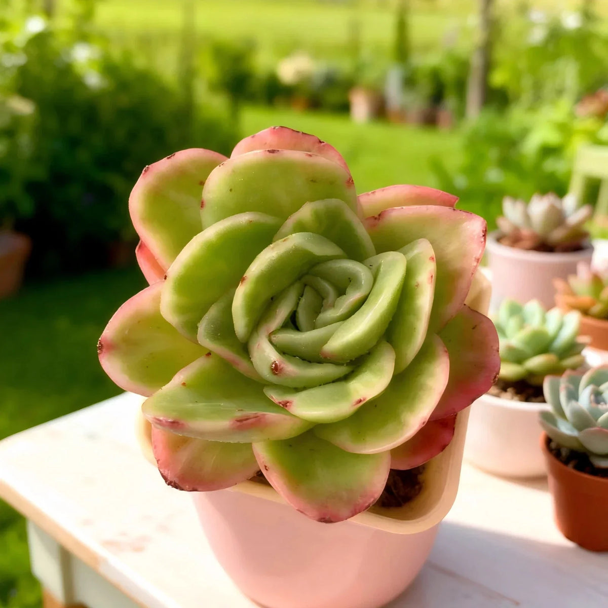 Echeveria ‘Ice Rose’ Variegated | Rare 3–3.5” Bare Root Succulent | Easy-Care Indoor Plant
