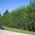 Aussie Willow Tree Starter Plant - Fast-Growing Salix babylonica for Privacy, Windbreaks & Shade