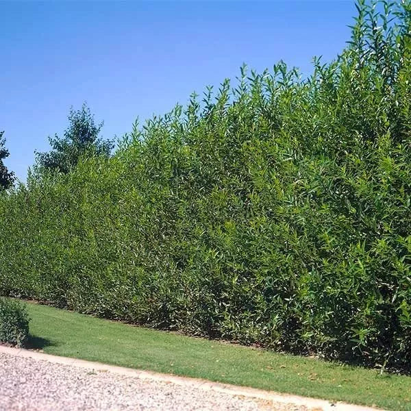 Aussie Willow Tree Starter Plant - Fast-Growing Salix babylonica for Privacy, Windbreaks & Shade