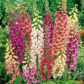 Organic Foxglove Seeds Packet - Digitalis purpurea, 500 Fresh Digitalis Seeds for Garden, Perennial Flower, Pollinator Attractant