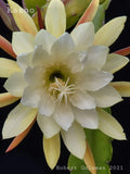 Epiphyllum 'Kazoo' Unrooted Cutting - Rare Orchid Cactus for Indoor Garden, Unique Houseplant, Exotic Flowering Plant