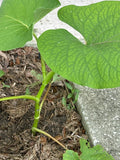 Piper Auritum Plant - 10" Mexican Pepperleaf Hoja Santa - Aromatic Culinary Herb with Root Beer Flavor