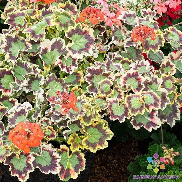 Mrs. Pollock Geranium Seeds - 25+ Colors Pelargonium x hortorum Garden Planting Pack