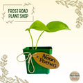 Neon Pothos Cuttings - Rooted Houseplant - Epipremnum aureum - Easy Care Indoor Plant for Home Decor