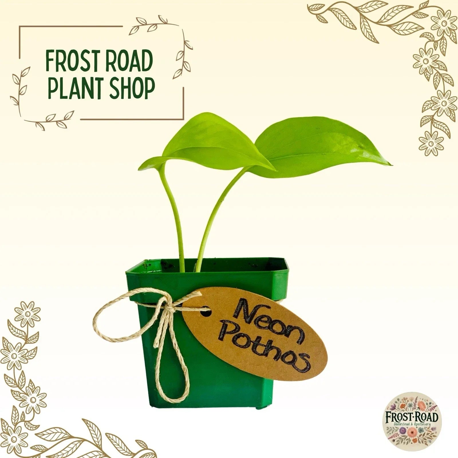 Neon Pothos Cuttings - Rooted Houseplant - Epipremnum aureum - Easy Care Indoor Plant for Home Decor