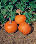 Small Sugar Pumpkin Seeds, 20 Heirloom, Non-GMO, Cucurbita pepo, Compact Bush-Type, Home Garden, USA-Grown