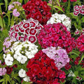 Mixed Color Sweet William Pinks Seeds - Dianthus Barbatus, Fragrant Flower Seeds for Borders & Containers, US Grown