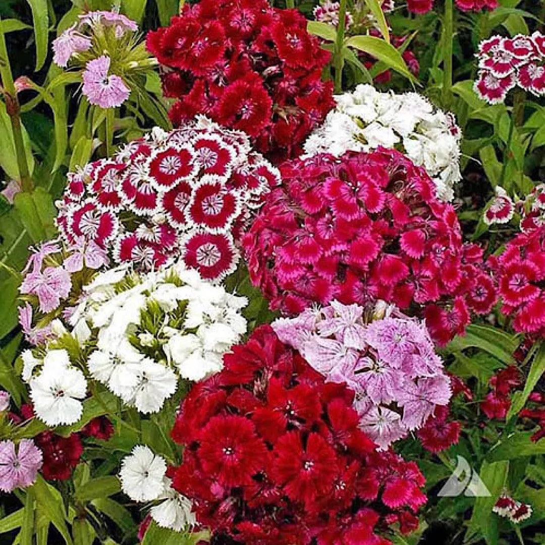 Mixed Color Sweet William Pinks Seeds - Dianthus Barbatus, Fragrant Flower Seeds for Borders & Containers, US Grown