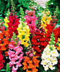 Snapdragon Seeds Tall Mix - Over 1,000 Non-GMO Antirrhinum majus Flower Seeds for Borders & Cuttings