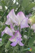 Butterfly Sweet Pea Seeds - 50+ Pack, Climbing Vine, Lathyrus odoratus, Garden Planting, Attracts Pollinators, USA