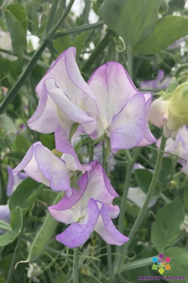 Butterfly Sweet Pea Seeds - 50+ Pack, Climbing Vine, Lathyrus odoratus, Garden Planting, Attracts Pollinators, USA