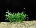Dwarf Sagittaria Live Aquatic Plant - Narrow-Leaved Arrowhead (Sagittaria Subulata) for Aquarium, Easy Care