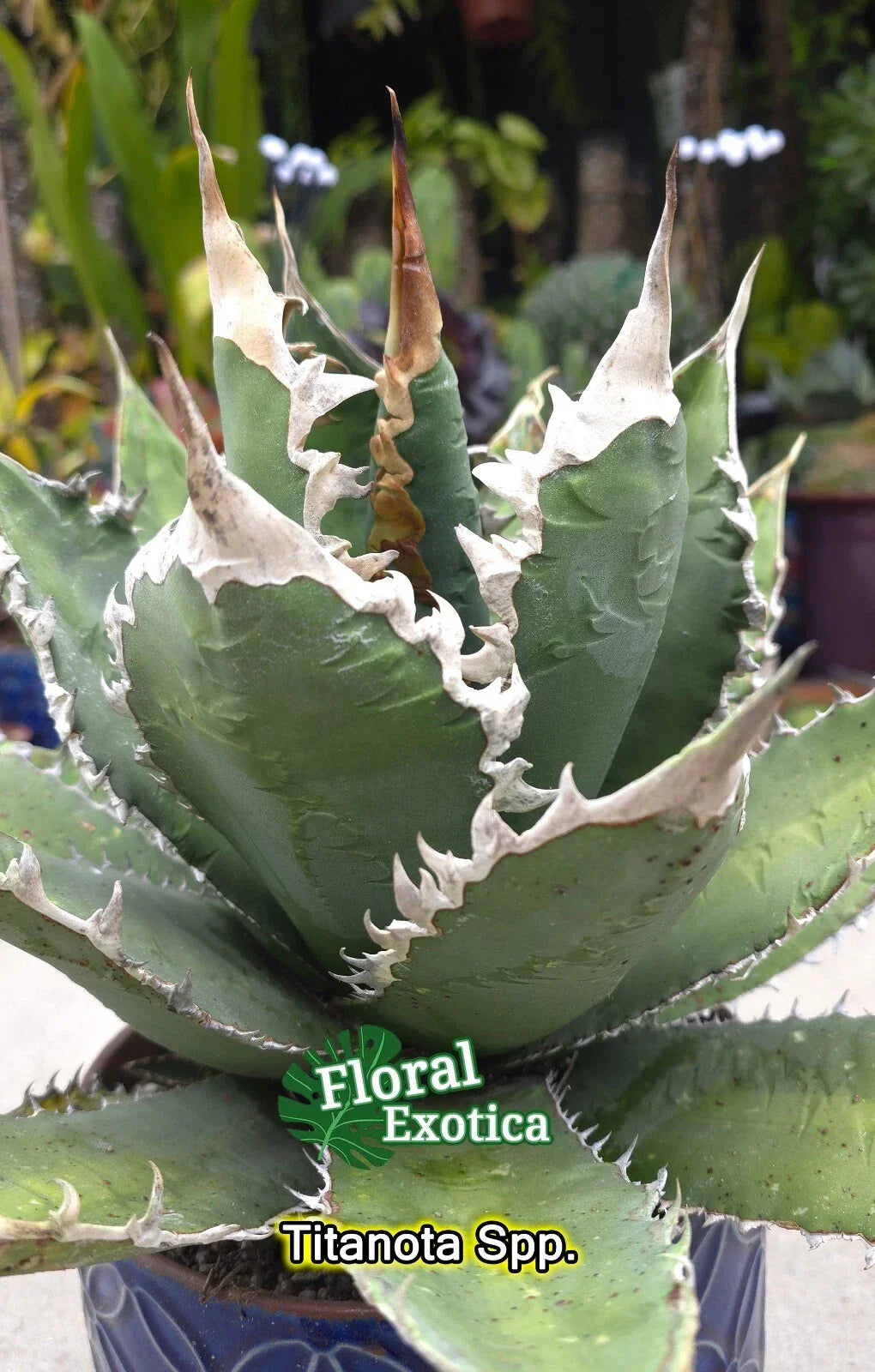 Agave Titanota Succulent Starter Pups - Rare Agave Plant for Indoor or Outdoor Gardening