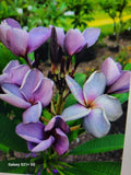 Purple Plumeria Plant in 3-Inch Pot | Rooted Frangipani (Plumeria rubra) with Vibrant Purple Flowers