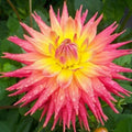 Dahlia Flower Seeds 20PCS - Perennial Bright Colors - Dahlia pinnata Garden Seeds