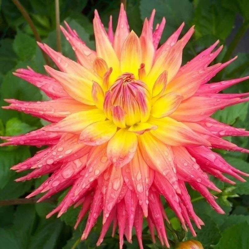 Dahlia Flower Seeds 20PCS - Perennial Bright Colors - Dahlia pinnata Garden Seeds