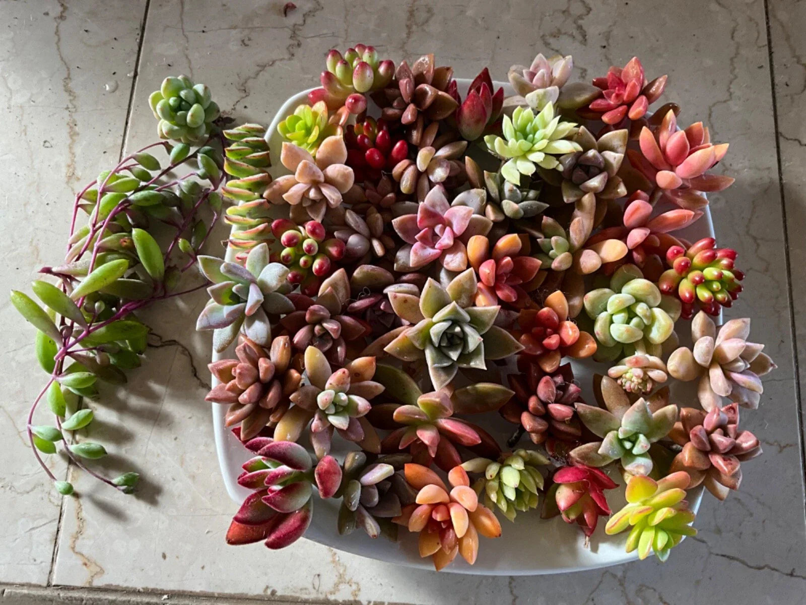 Succulent Cuttings - 40 Colorful Varieties for DIY Projects & Indoor Gardens - Assorted Succulents, Healthy & Easy to Propagate