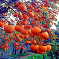 Persimmon Tree Seeds - Sugar Plum Variety, Diospyros Virginiana, Cold Hardy Zones 4-9, Fruit Plant Seeds for Home Garden