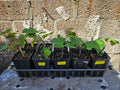 Fig Tree Starter Plant - Rooted Cutting Ficus carica Edible Fruit, Indoor/Outdoor, 12-18 inches