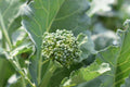 Broccoli Raab Seeds - Early Spring Rapini, Non-GMO, Brassica rapa var. ruvo, Compact, Fast-Growing, Edible Greens, Seed Packet