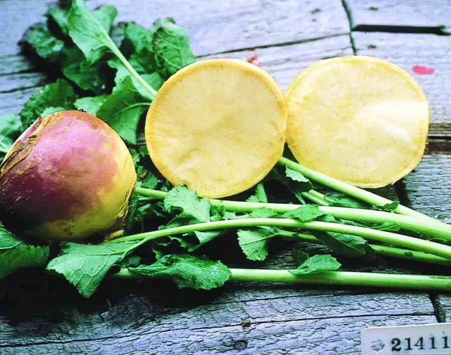 Rutabaga Seeds 500+ Brassica napus Non-GMO Heirloom for Planting, Full Sun, USA Grown