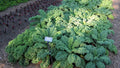Dwarf Blue Curled Kale Seeds, Organic Heirloom Brassica oleracea var. sabellica, 100 Seeds for Home Gardens and Containers