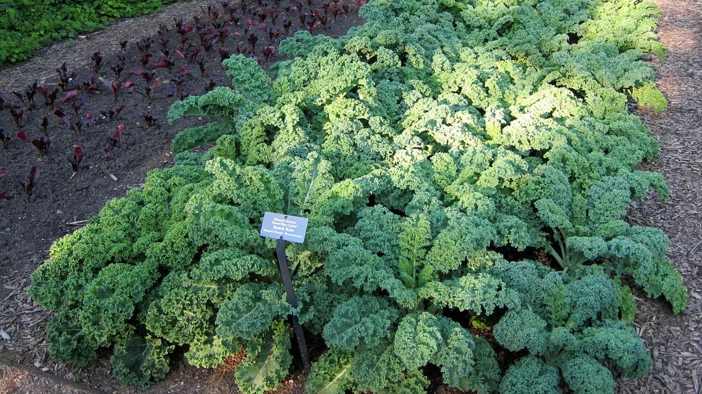 Dwarf Blue Curled Kale Seeds, Organic Heirloom Brassica oleracea var. sabellica, 100 Seeds for Home Gardens and Containers