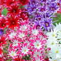Phlox Seeds - Twinkle Mix Flower Seeds, Vibrant Colors, Garden Planting, Phlox paniculata, Annual/Biennial