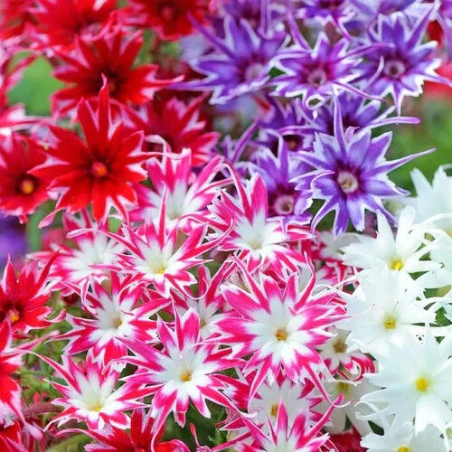 Phlox Seeds - Twinkle Mix Flower Seeds, Vibrant Colors, Garden Planting, Phlox paniculata, Annual/Biennial