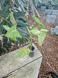 Live Pink Syngonium Podophyllum Starter Plant - Arrowhead Houseplant - Indoor Easy Care Decor