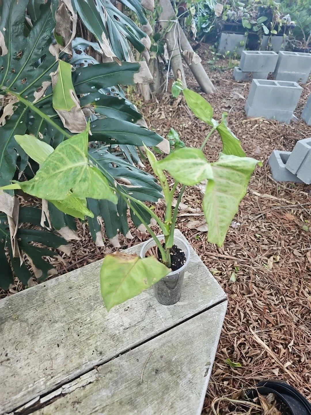 Live Pink Syngonium Podophyllum Starter Plant - Arrowhead Houseplant - Indoor Easy Care Decor