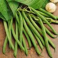 Green Bean Seeds - Non-GMO Heirloom Provider Variety - Bush-Type, 30+ Seeds for Home Garden, Container & Raised Bed Planting