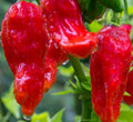 Ghost Pepper Seeds - 40+ Non-GMO Bhut Jolokia Capsicum chinense for Hot Sauce & Spicy Gardens