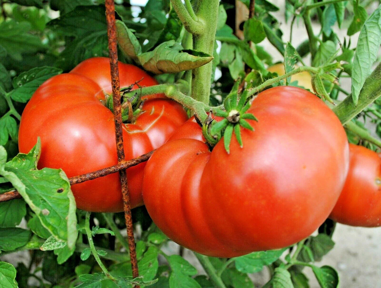 Organic Beefsteak Tomato Seeds - 151+ Non-GMO, Heirloom, Juicy, Large Fruit, Solanum lycopersicum, for Garden & Container Planting