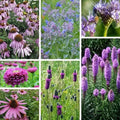 Purple Wildflower Seed Mix – Organic 200 Seeds for Pollinators & Garden Blooms – Native, Non-GMO, USA Grown