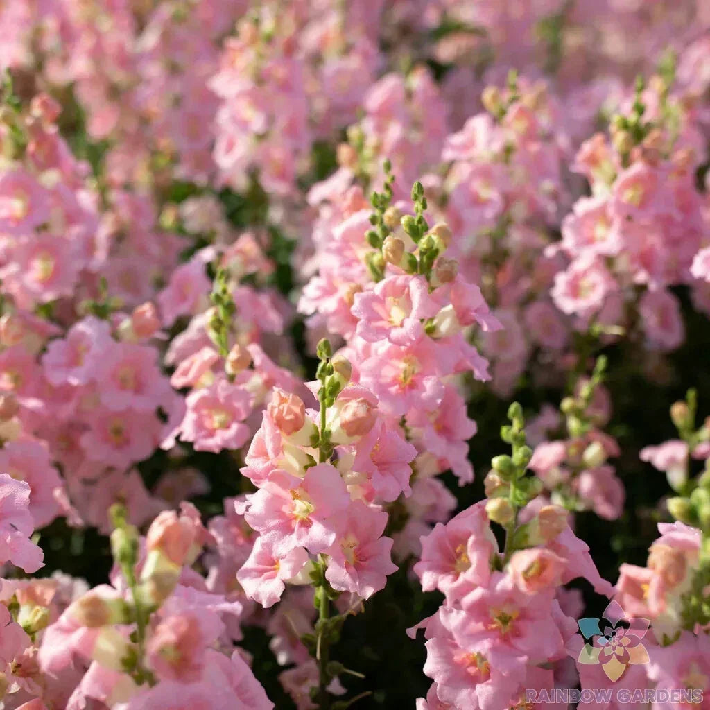 Chantilly Light Pink Snapdragon Seeds - 1000+ Antirrhinum majus for Garden, Borders, Containers, USA