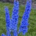 Bright Blue Delphinium Seeds - Perennial Garden Flower - Delphinium elatum - 25 Seeds